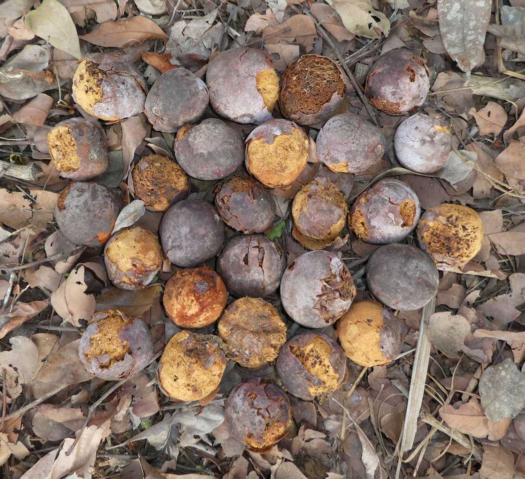Detarium senegalense