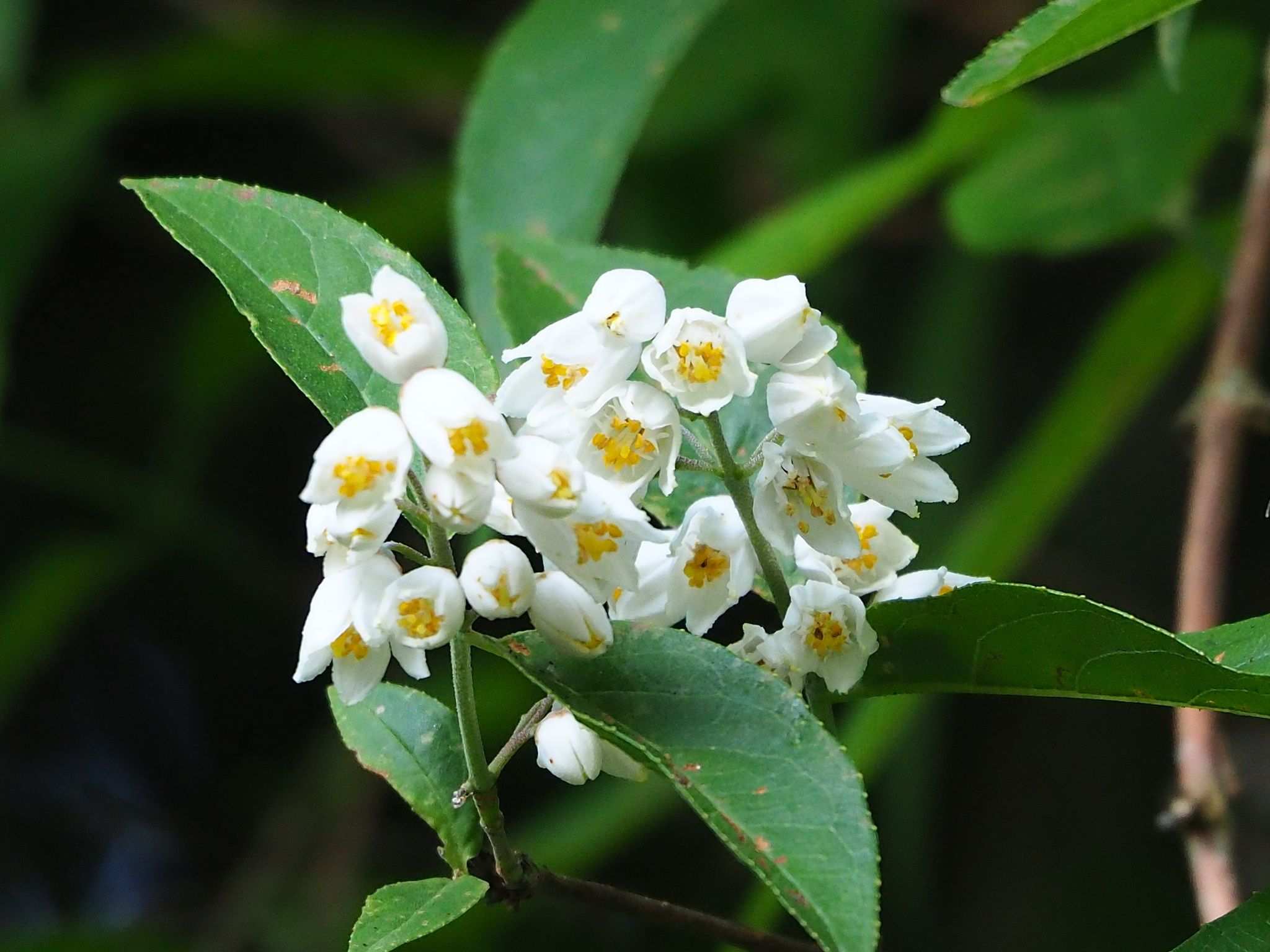 Deutzia