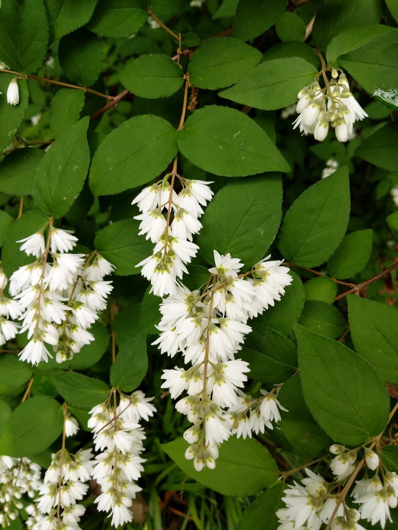 Deutzia crenata