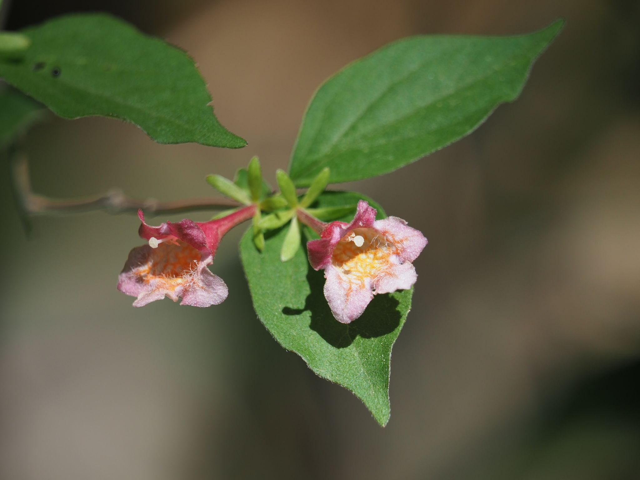 Diabelia spathulata