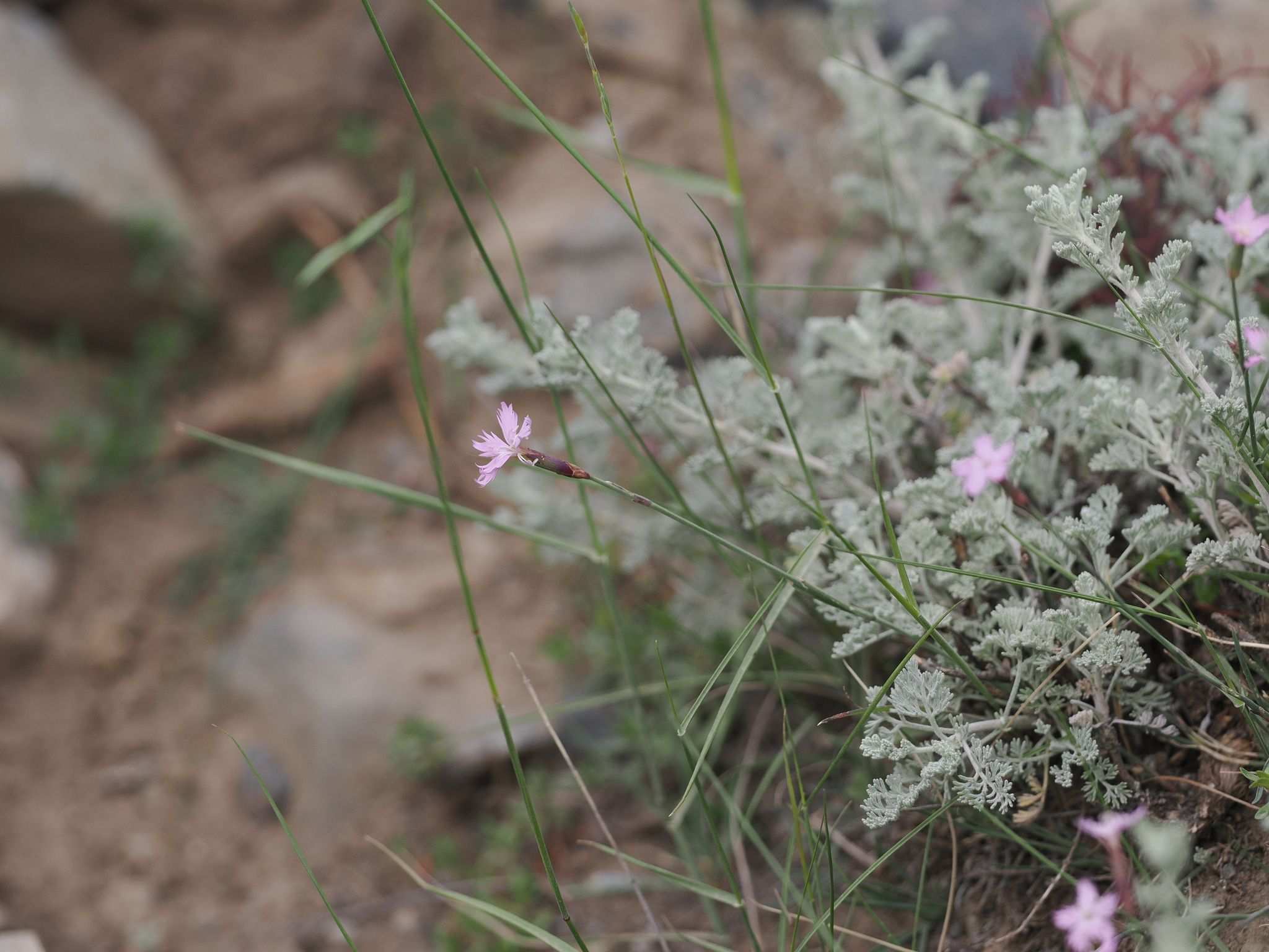 Dianthus anatolicus