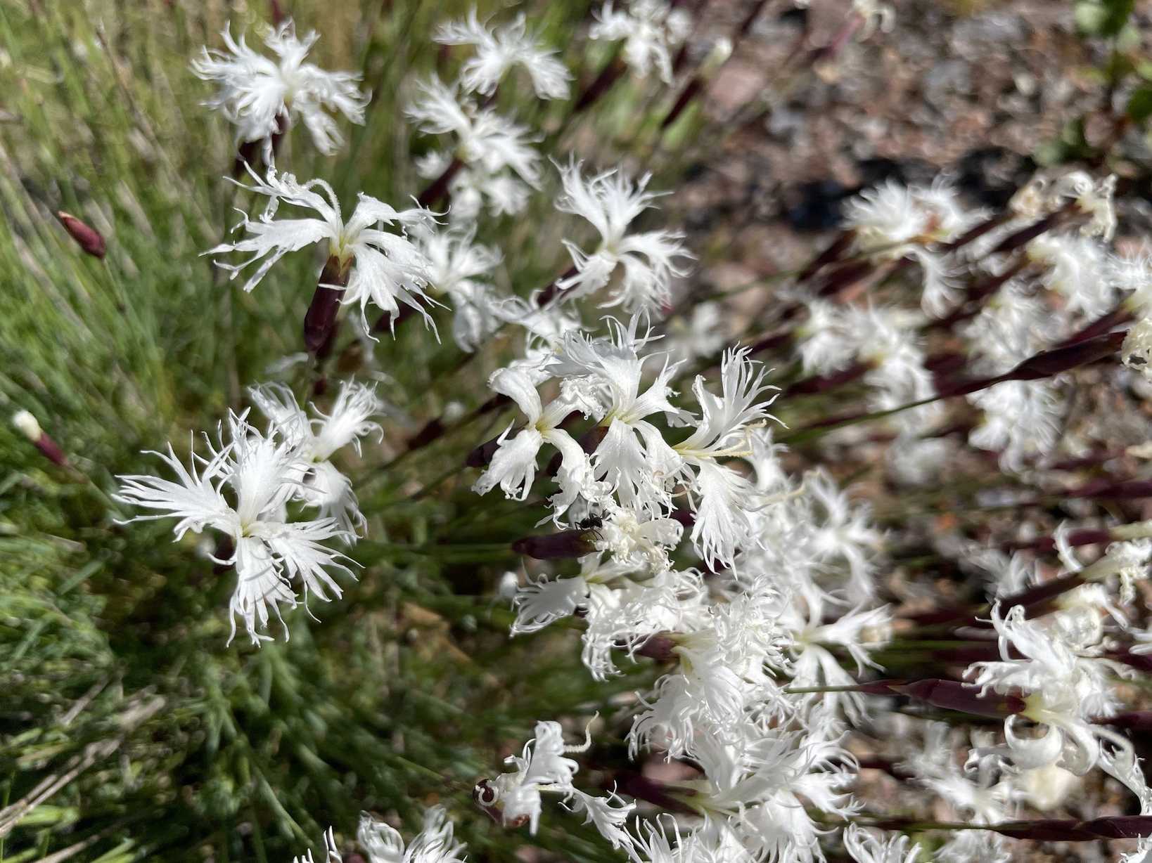 Dianthus arenarius