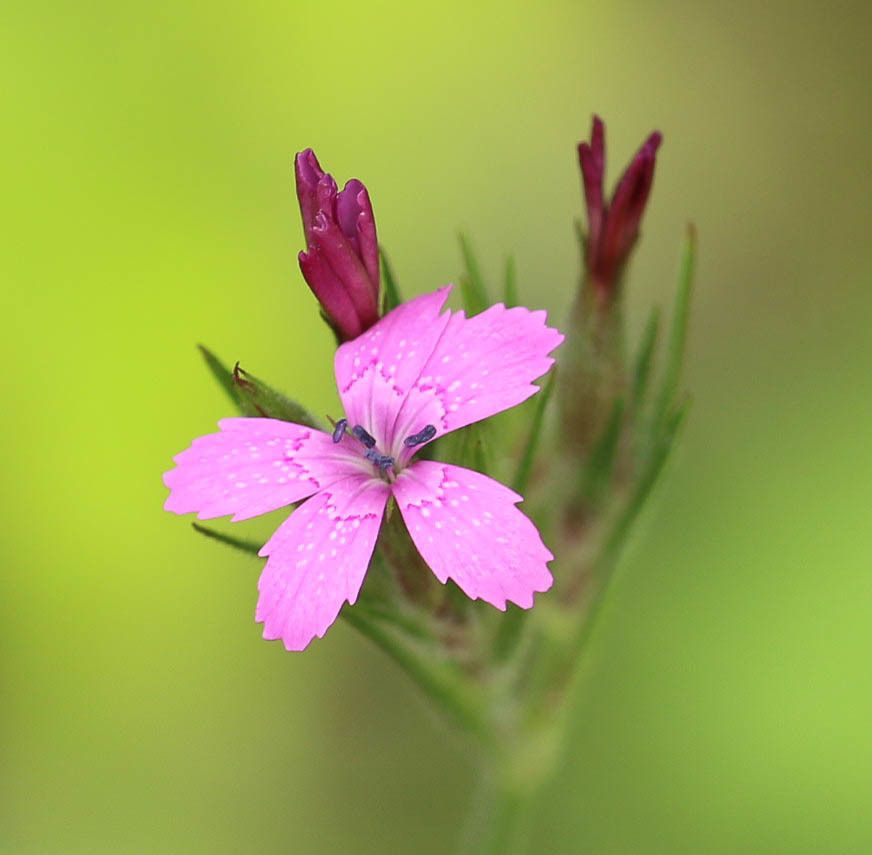Dianthus armeria