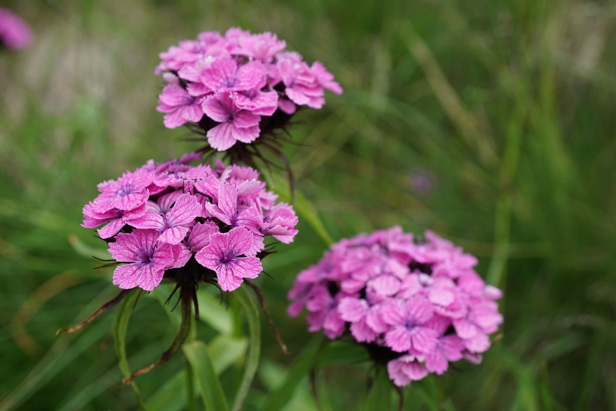 Dianthus barbatus