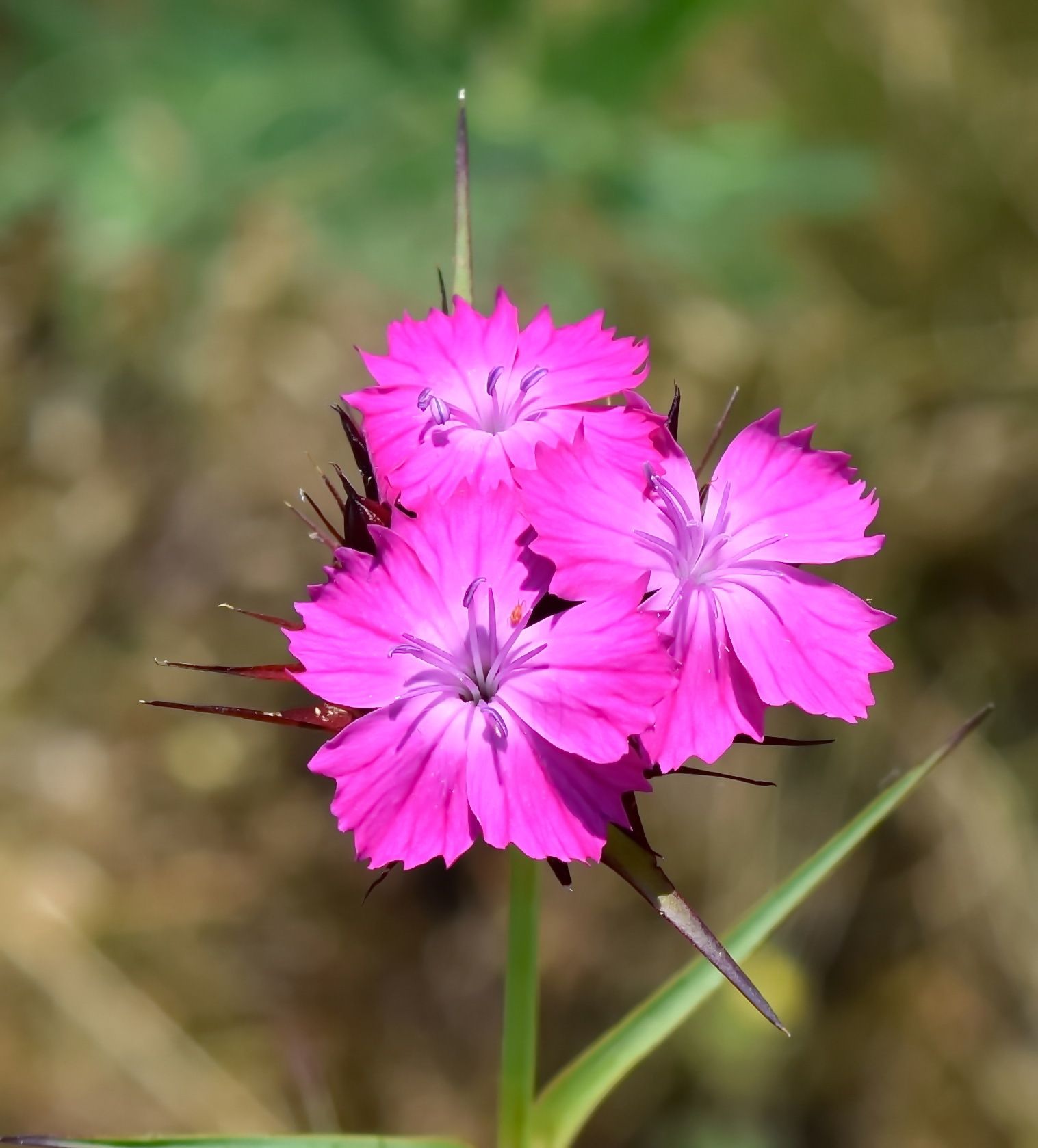 Dianthus capitatus