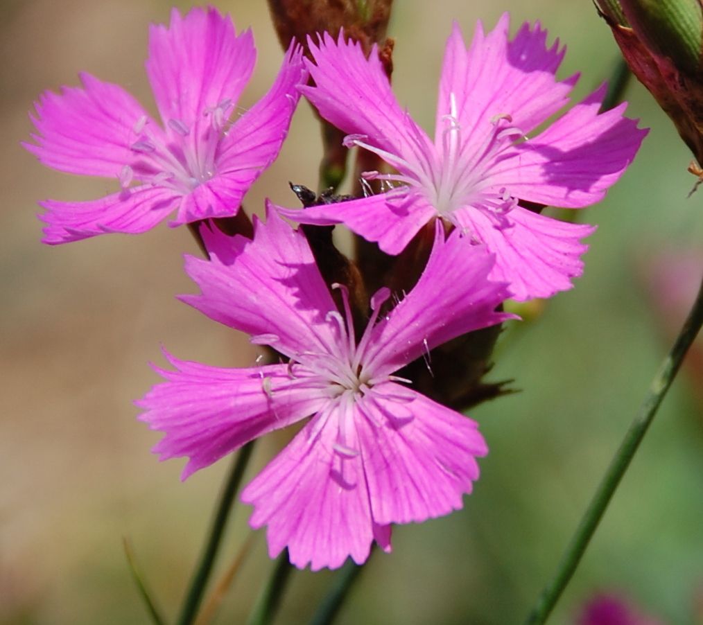 Dianthus carthusianorum