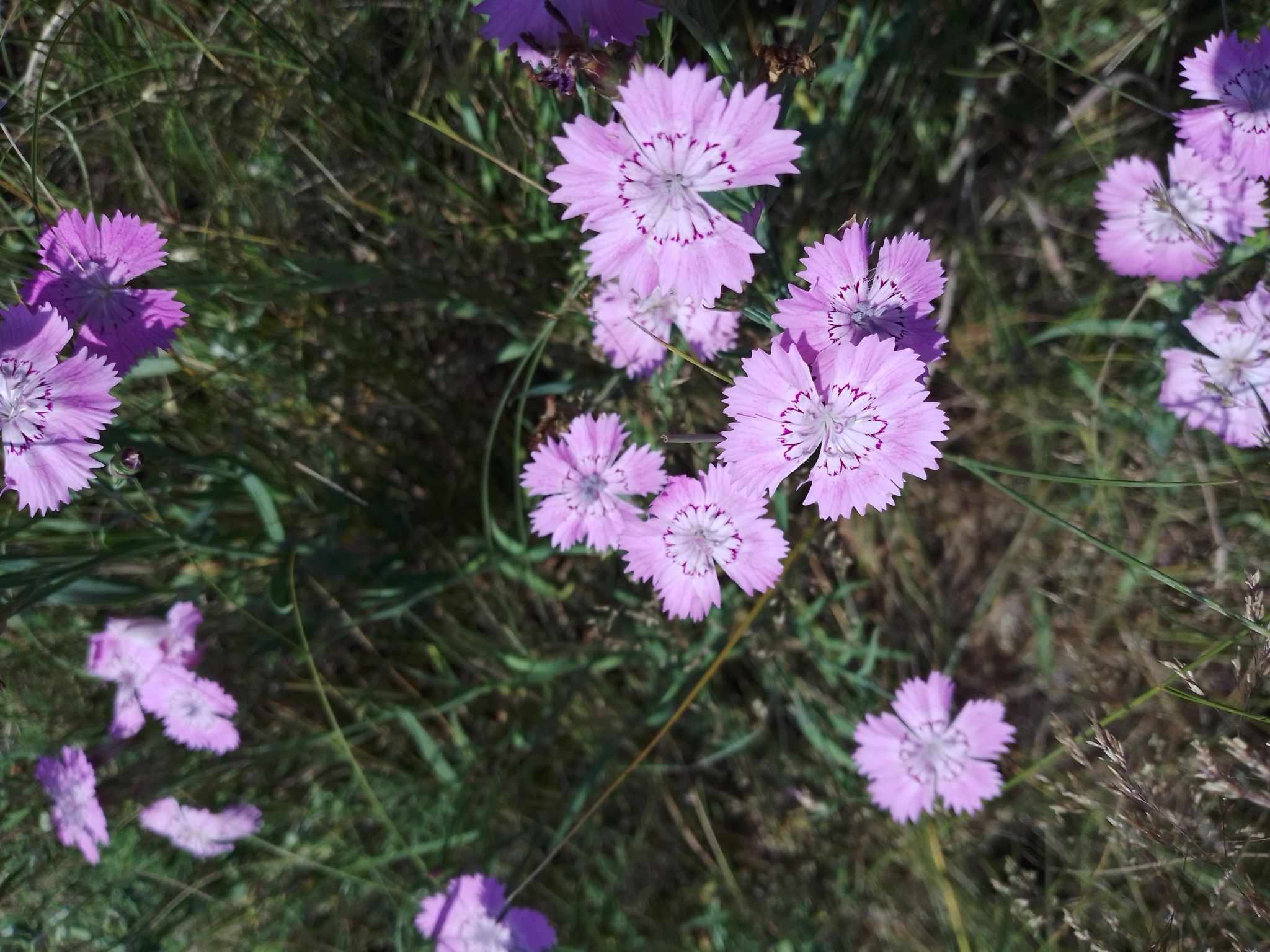 Dianthus chinensis