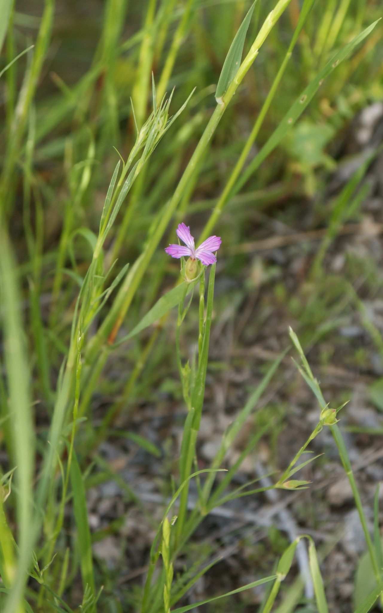Dianthus cyri