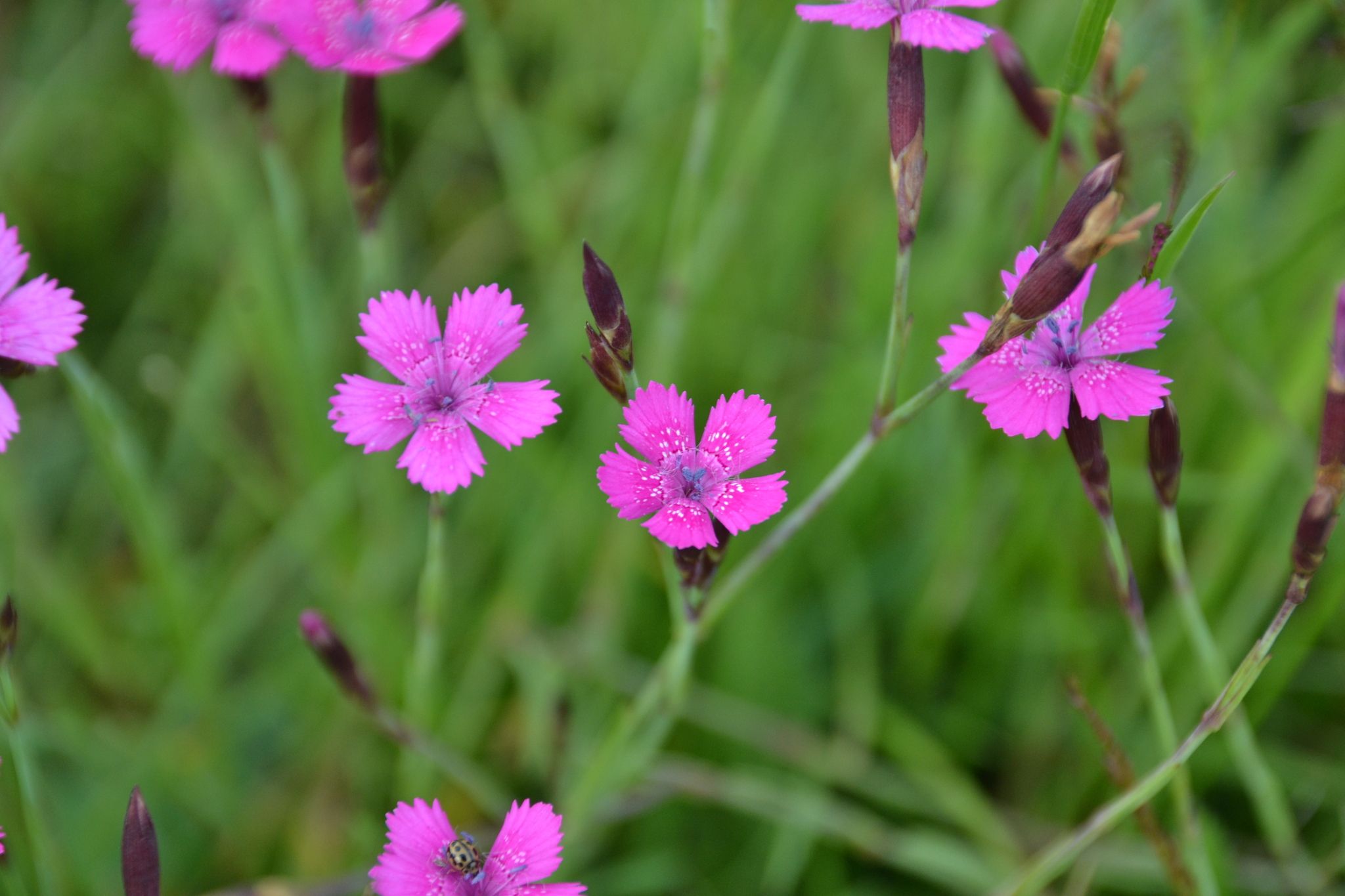 Dianthus deltoides