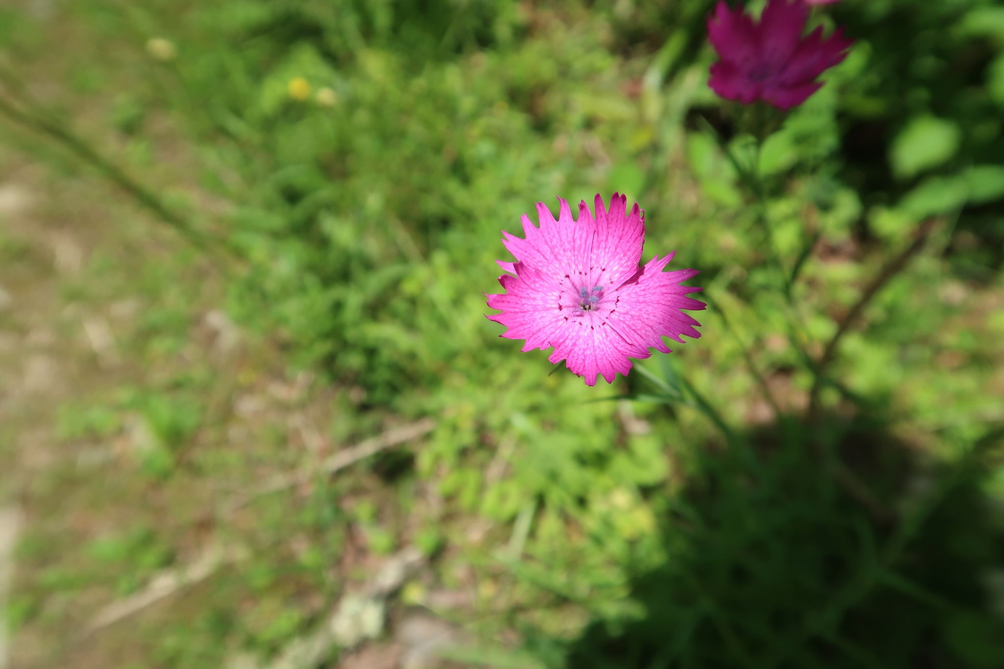 Dianthus furcatus