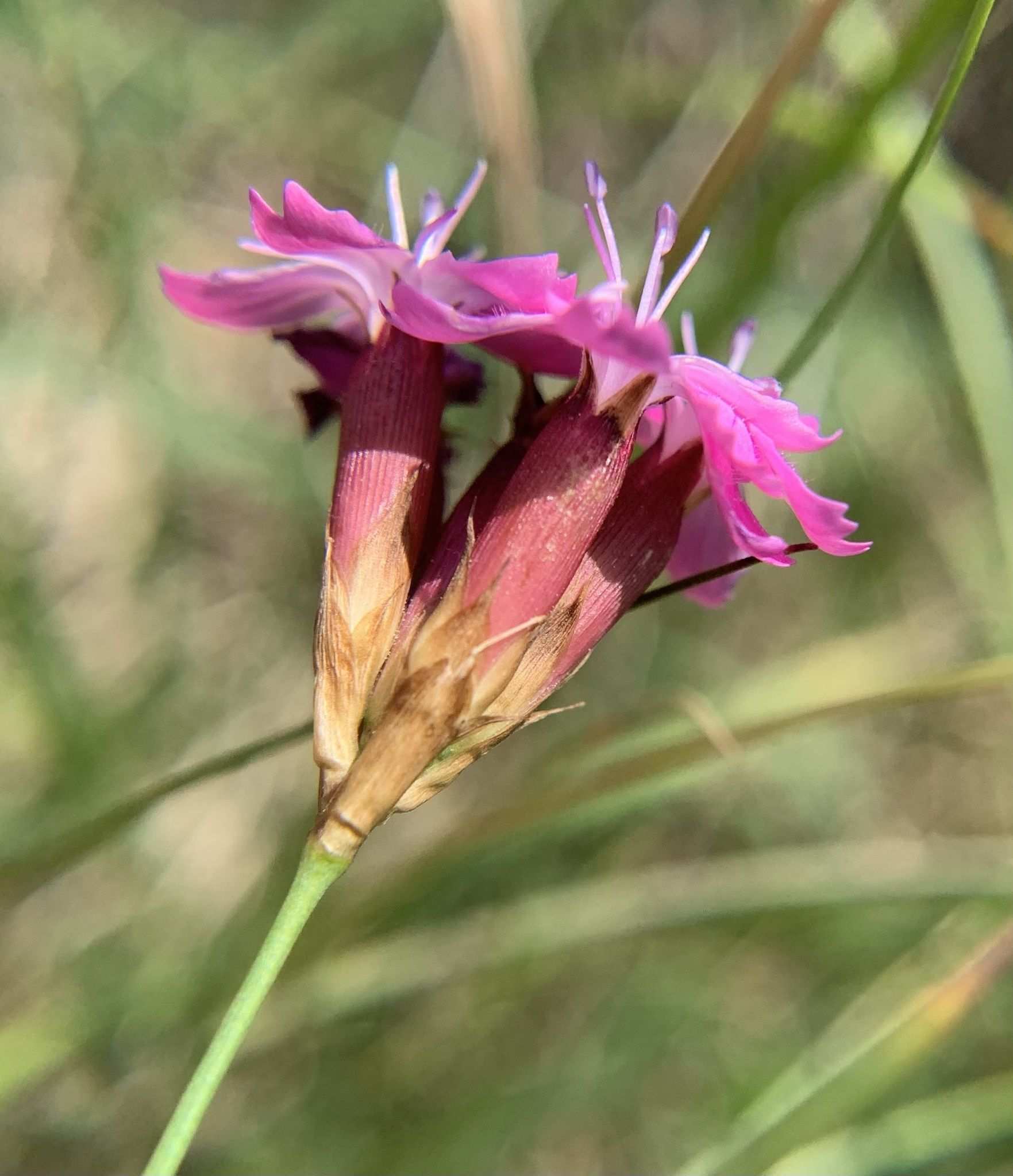 Dianthus giganteiformis