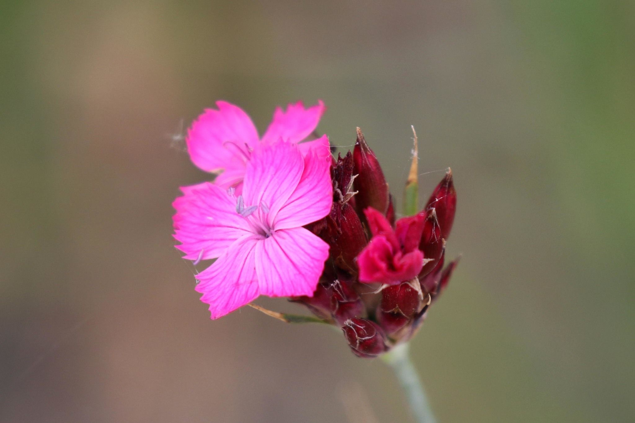 Dianthus giganteus