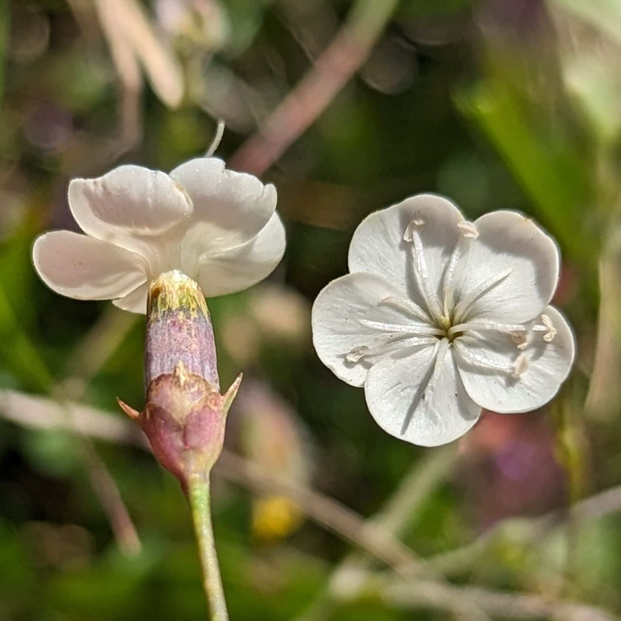 Dianthus integer