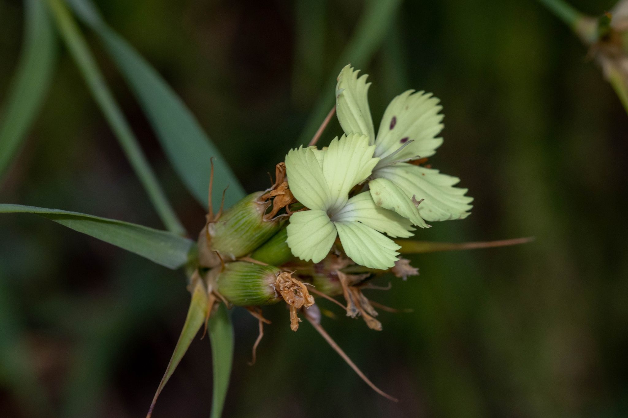 Dianthus knappii