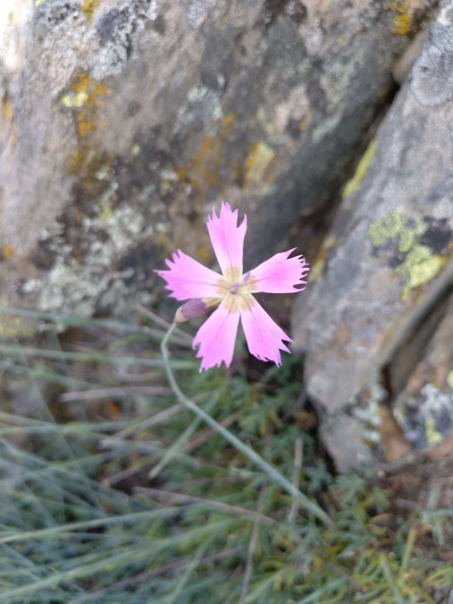 Dianthus lusitanus