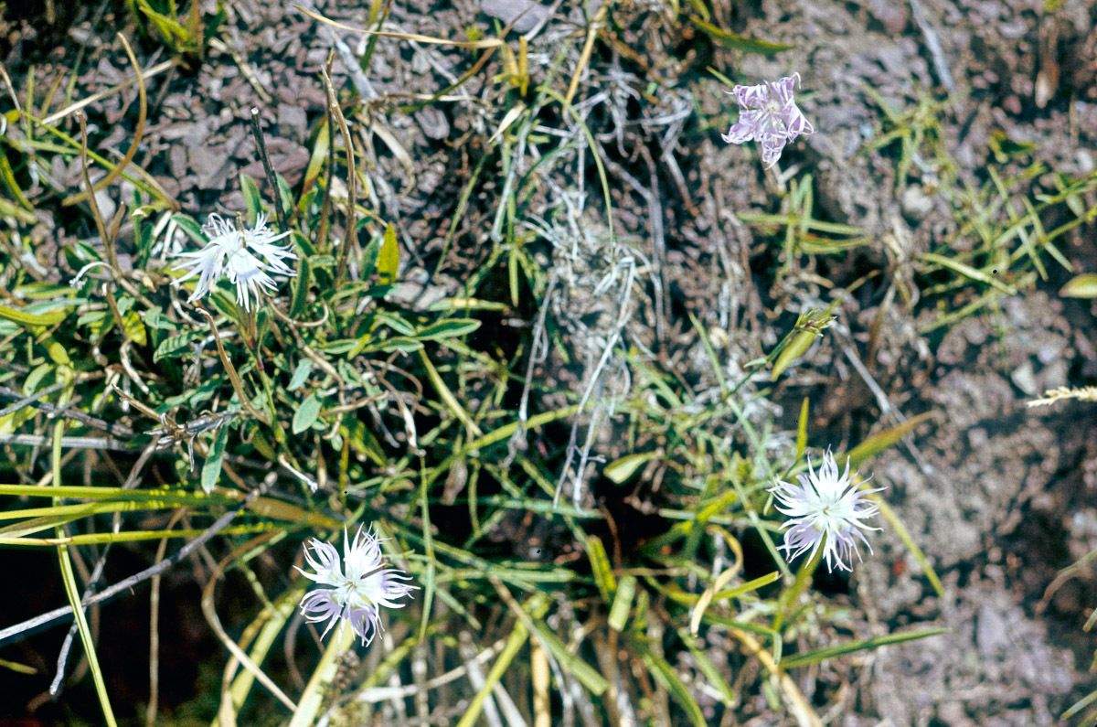 Dianthus monspessulanus