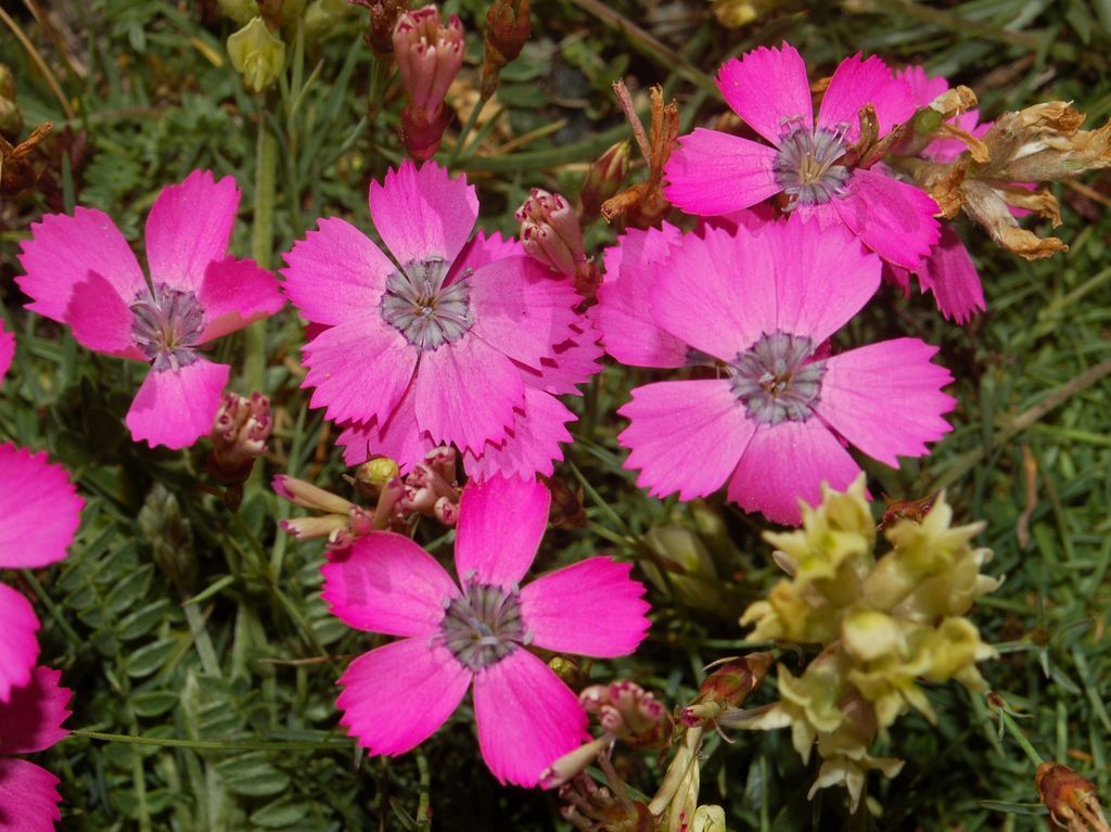 Dianthus pavonius