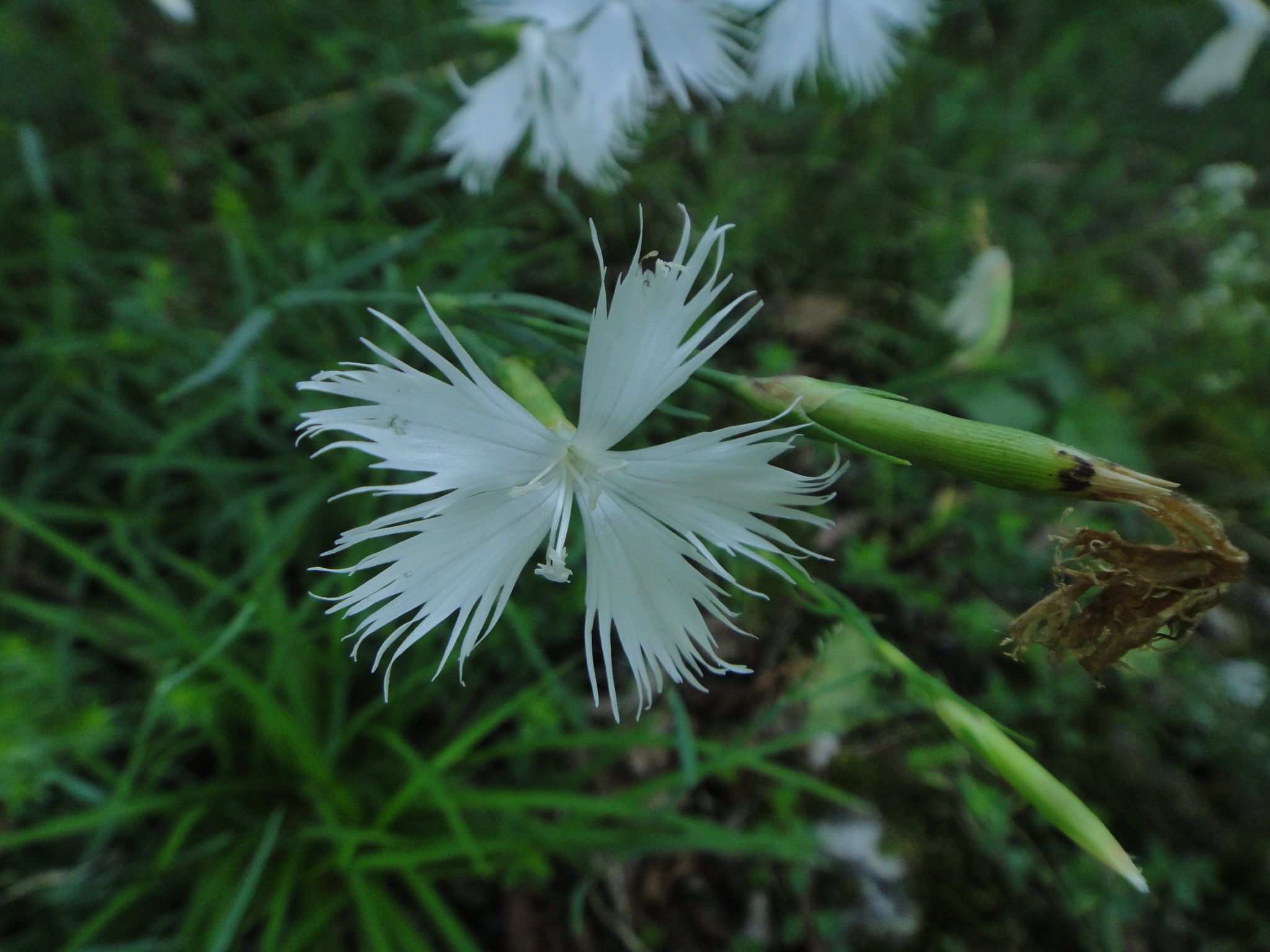 Dianthus petraeus
