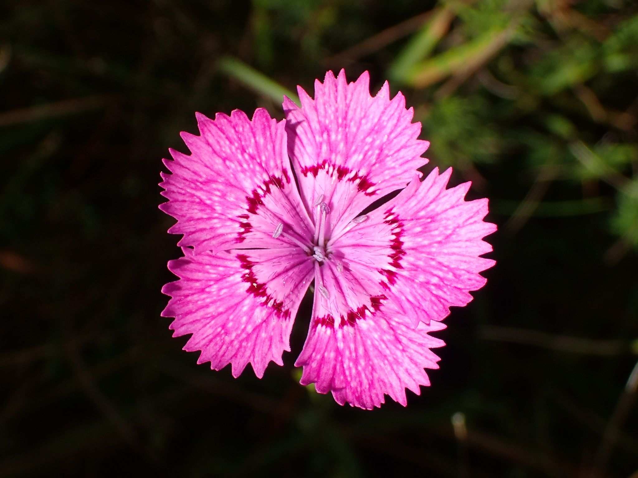 Dianthus seguieri