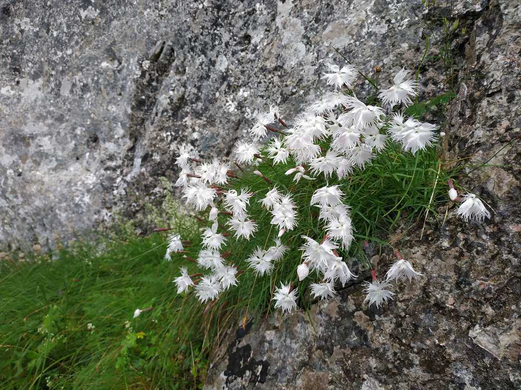 Dianthus sp.