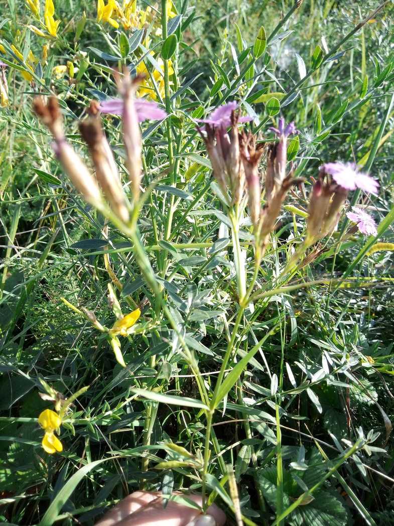 Dianthus trifasciculatus