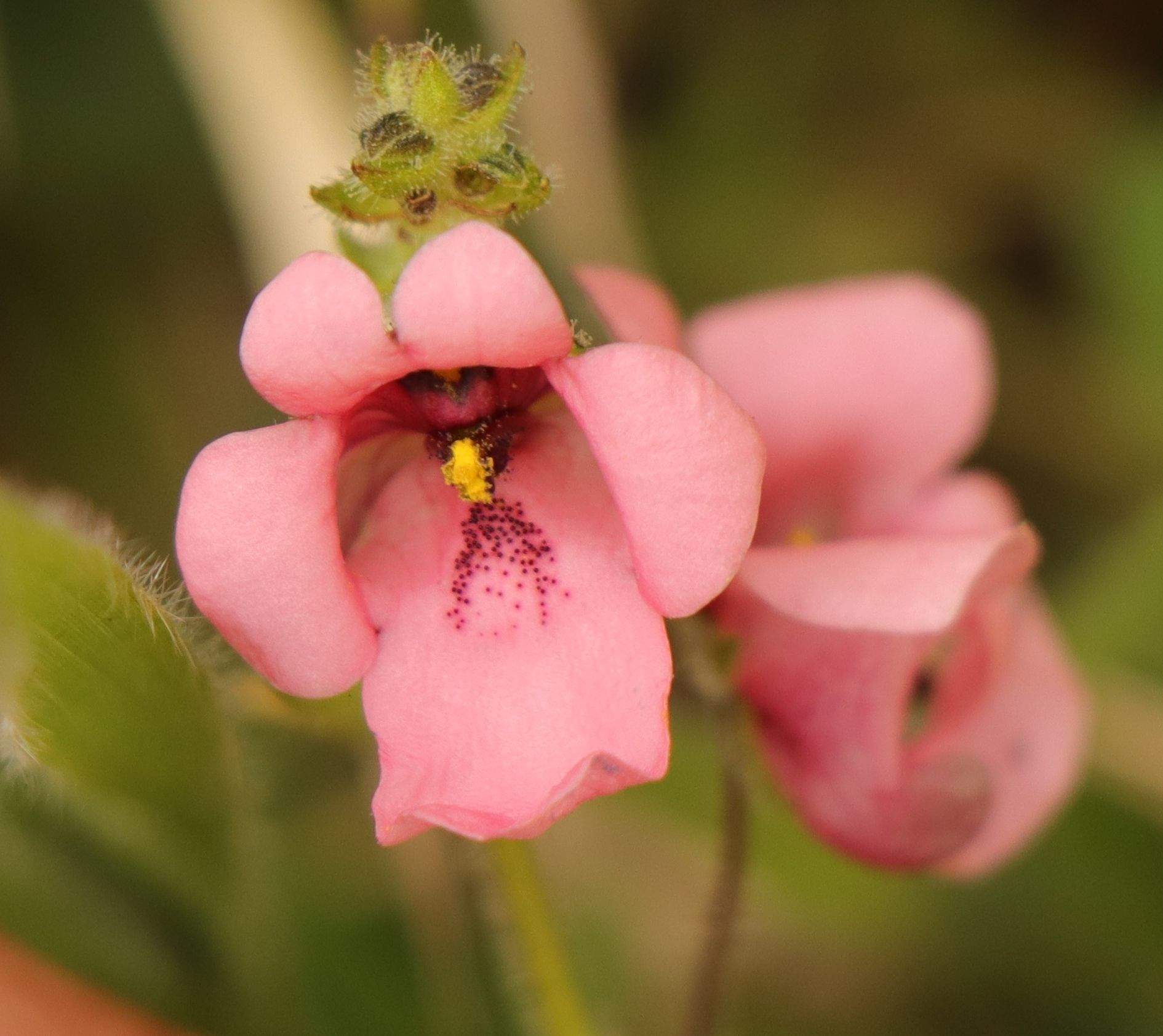 Diascia barberae