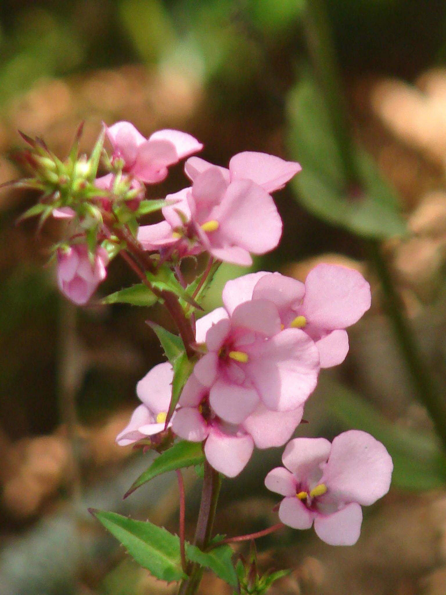 Diascia rigescens