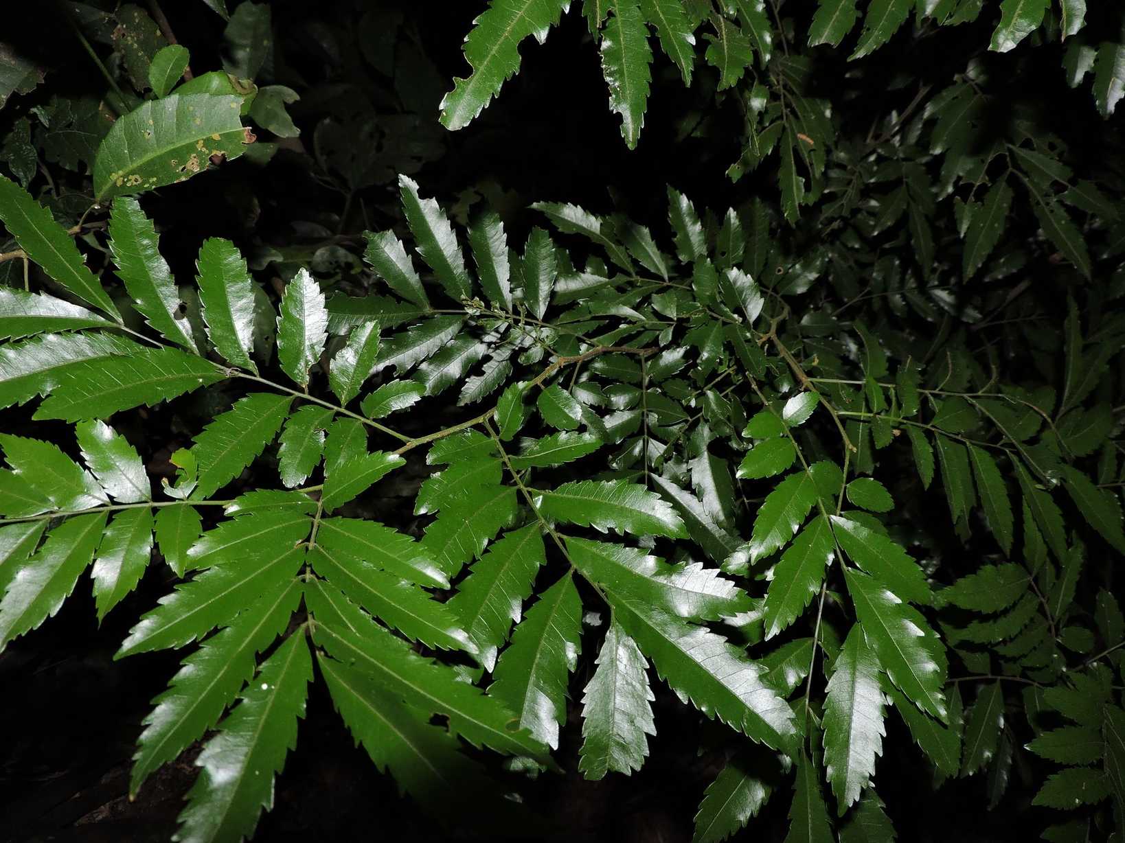 Diatenopteryx sorbifolia