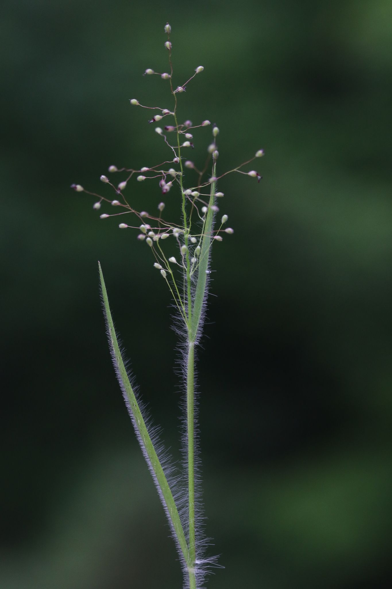 Dichanthelium acuminatum