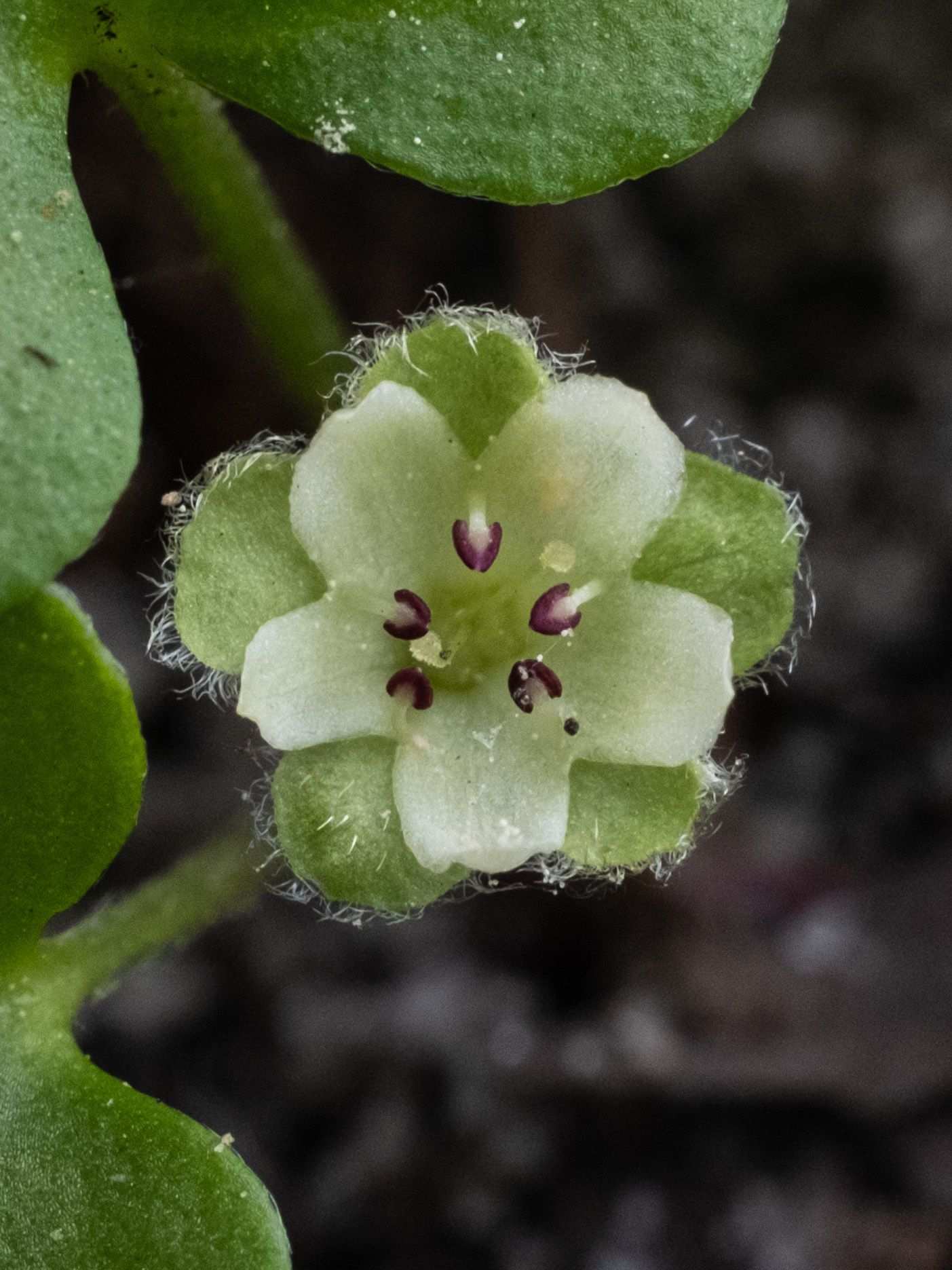 Dichondra repens