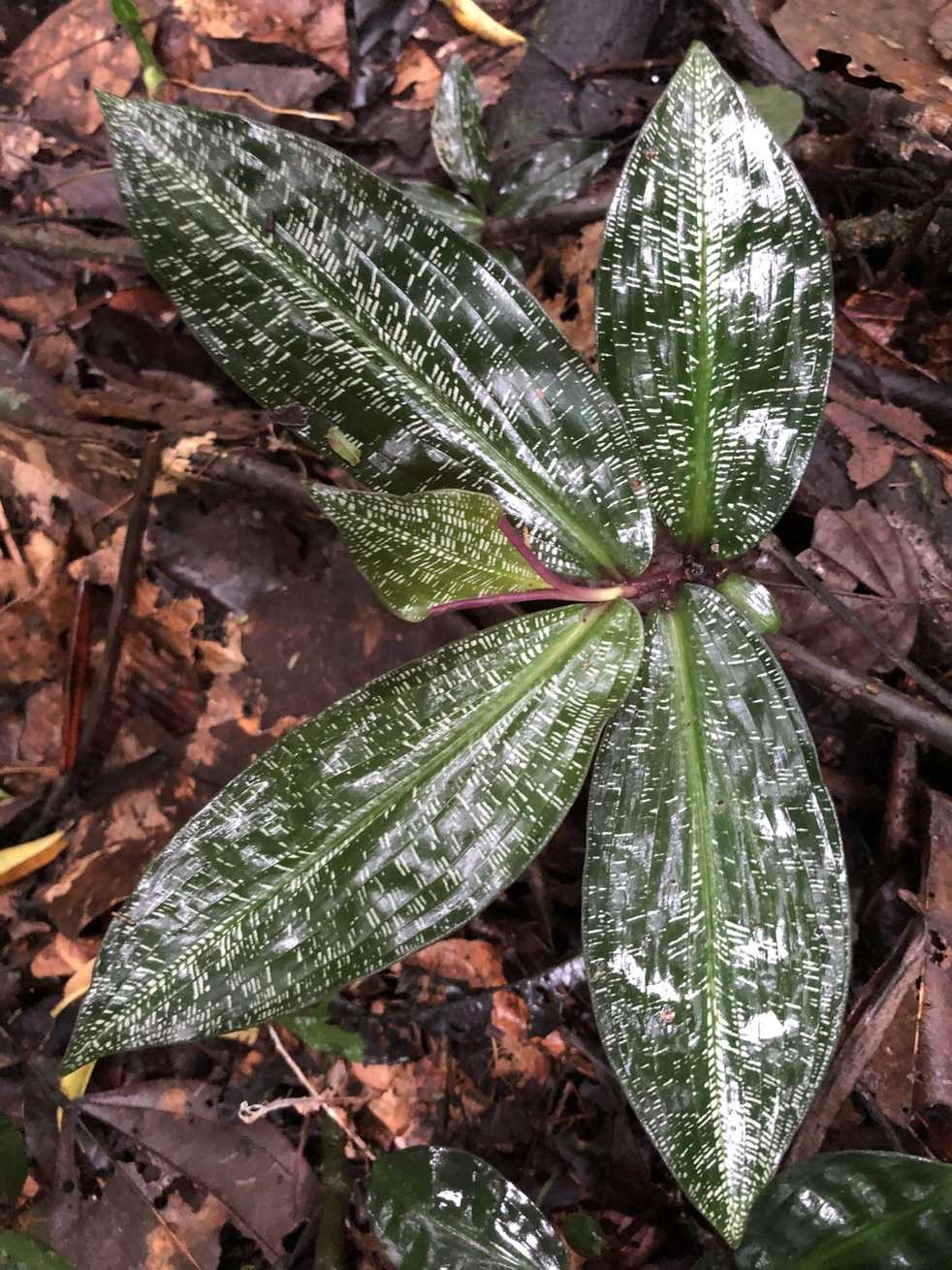Dichorisandra musaica