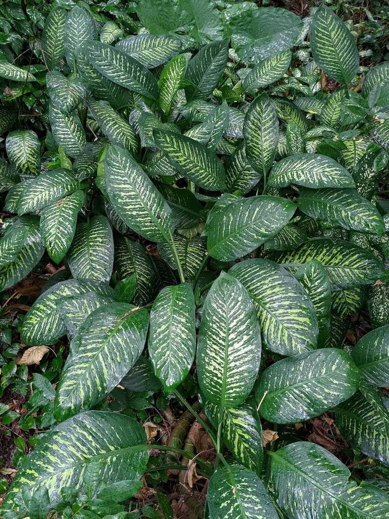 Dieffenbachia