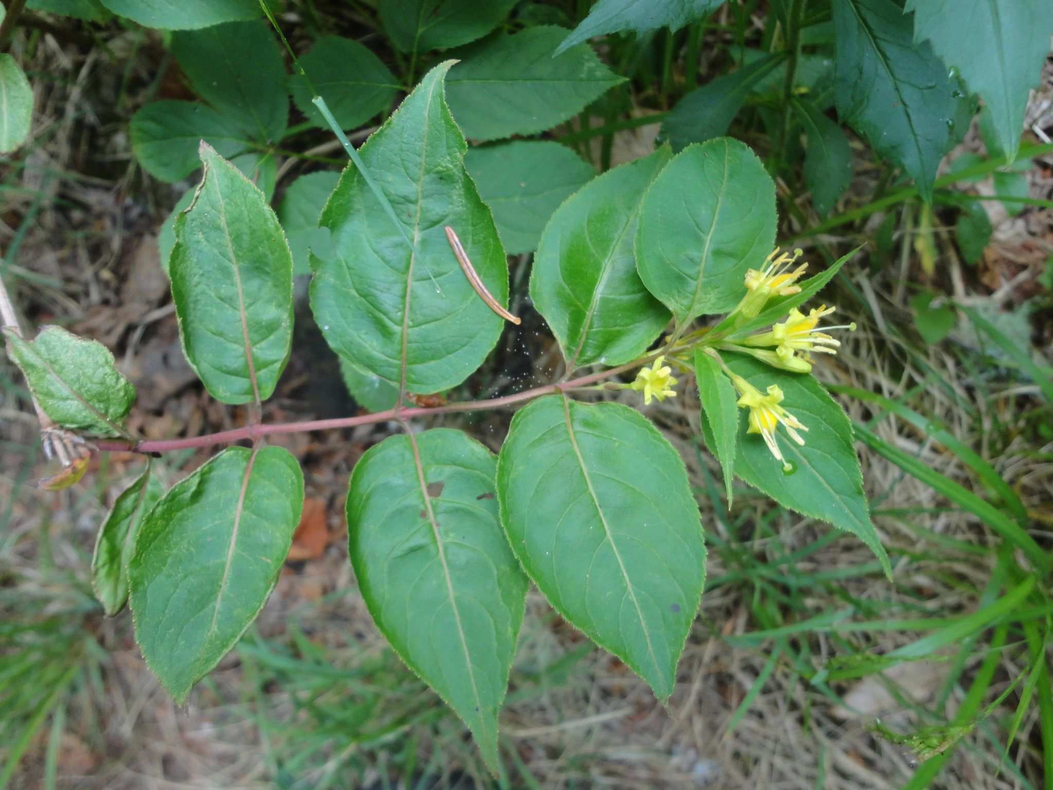 Diervilla lonicera