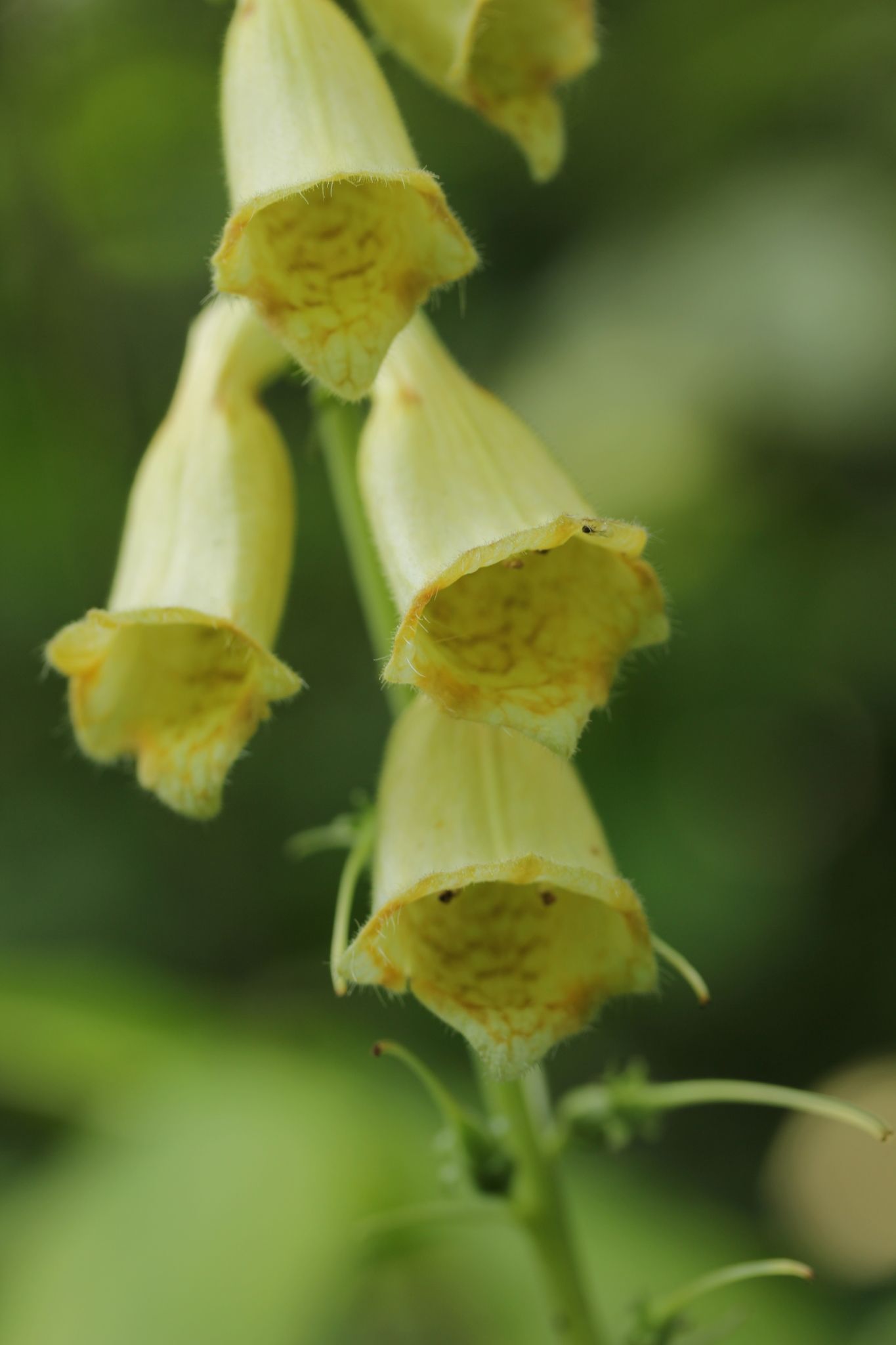 Digitalis grandiflora