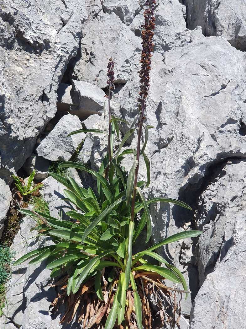 Digitalis parviflora