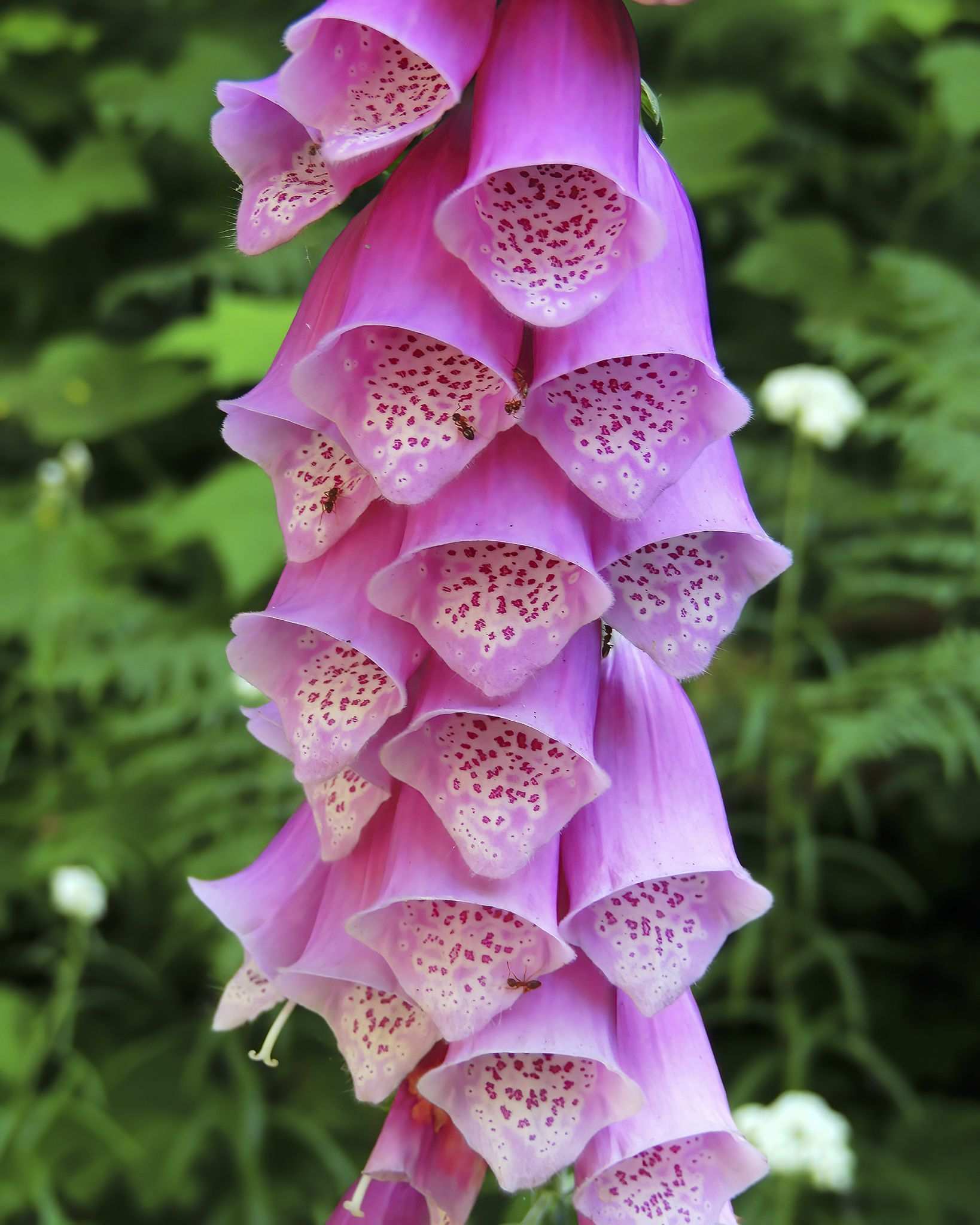Digitalis purpurea