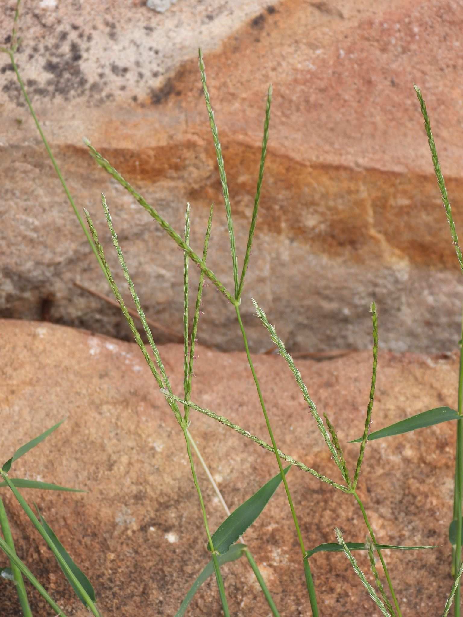 Digitaria adscendens