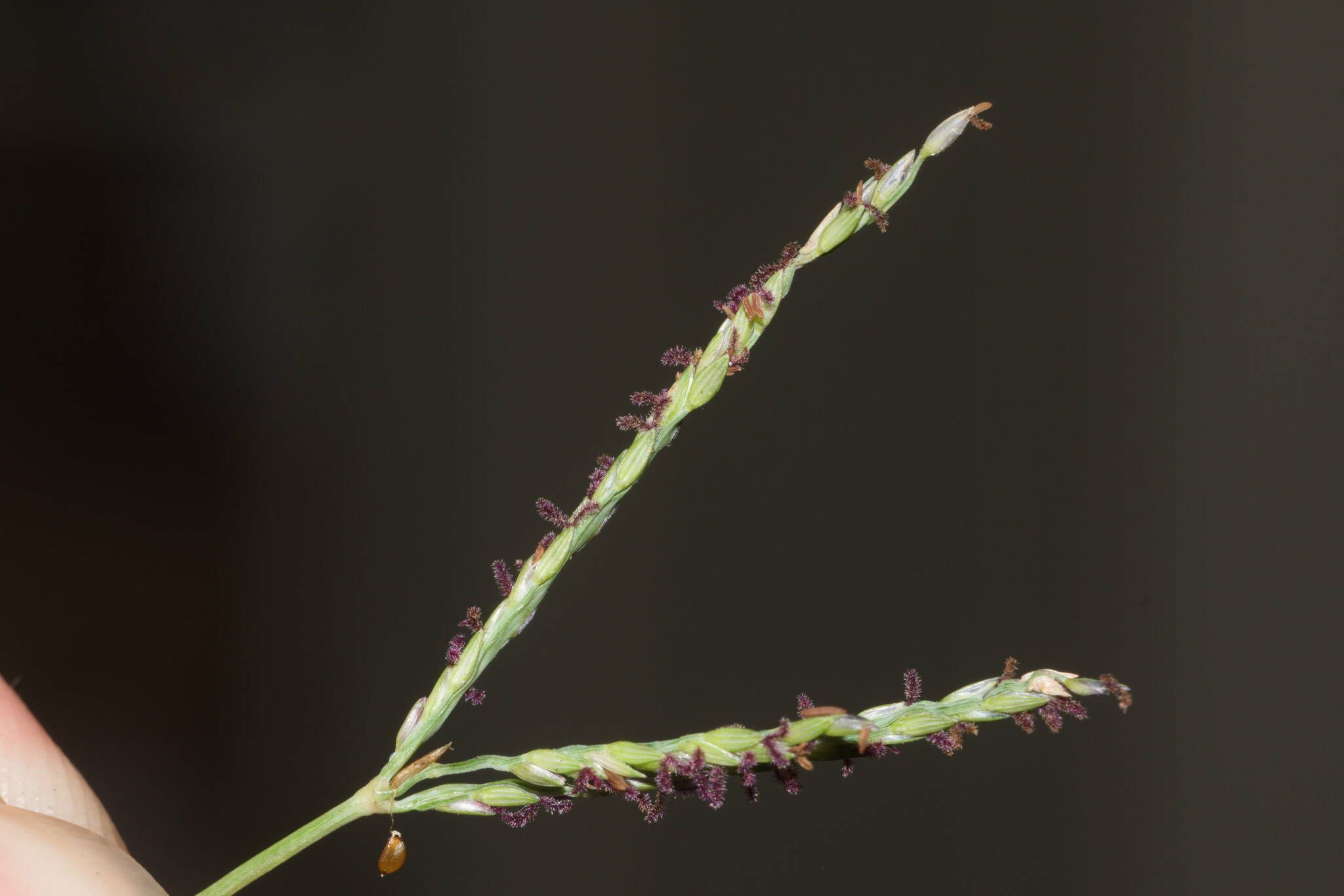 Digitaria didactyla