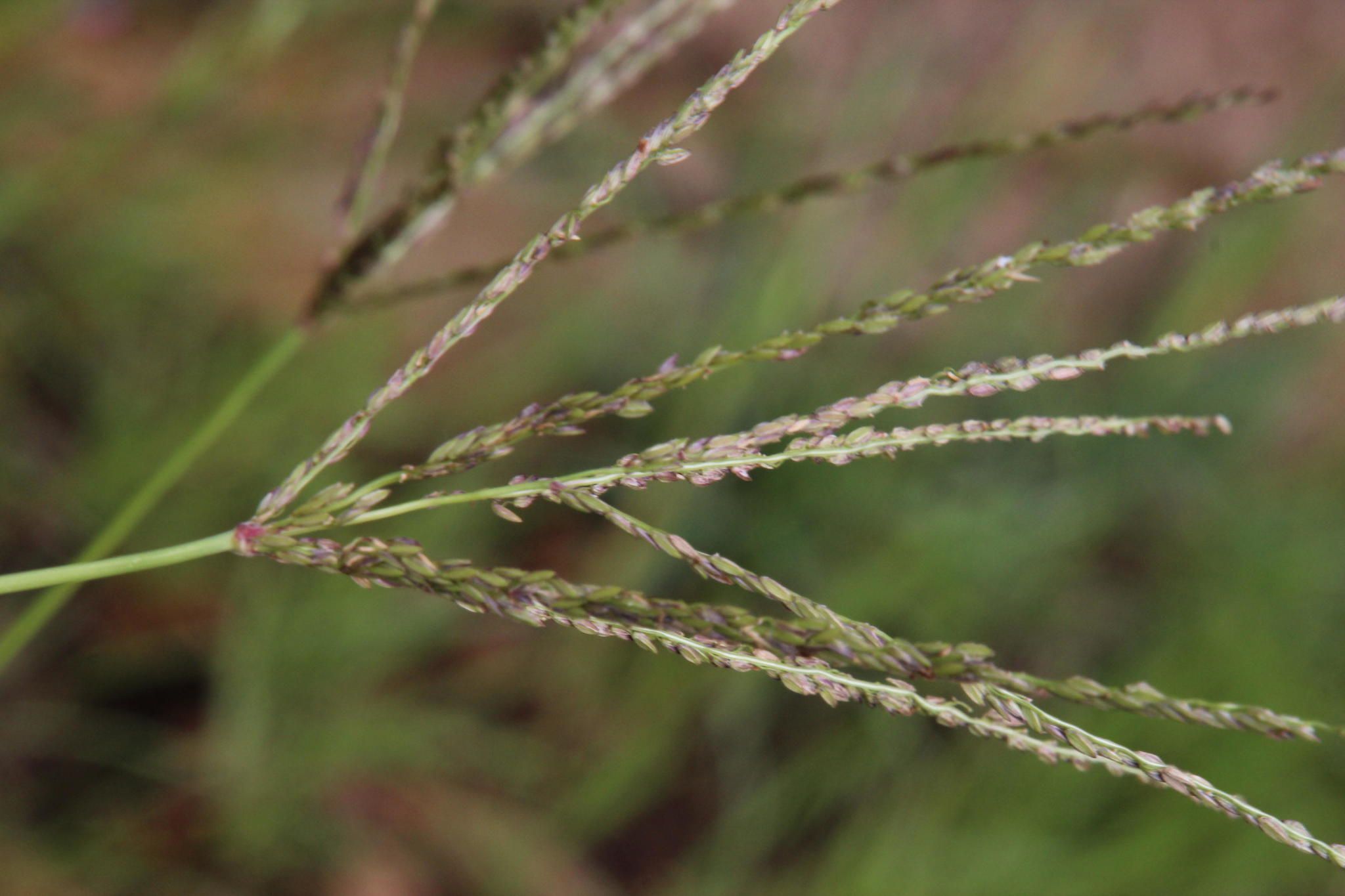 Digitaria eriantha