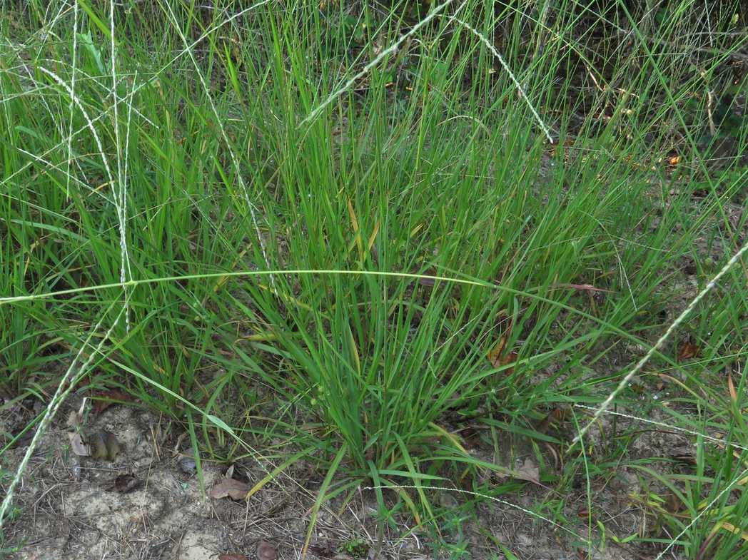 Digitaria filiformis