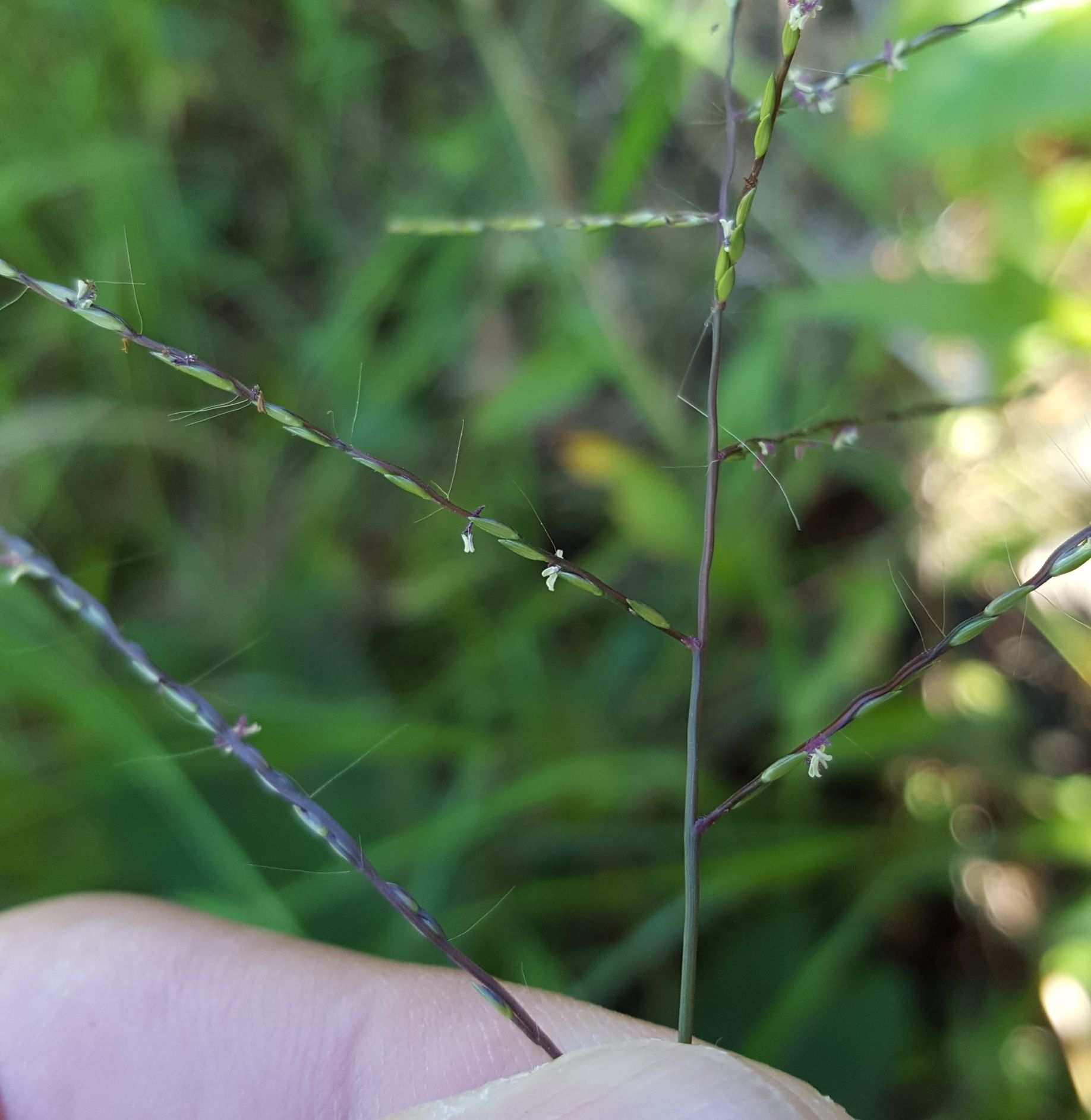 Digitaria horizontalis