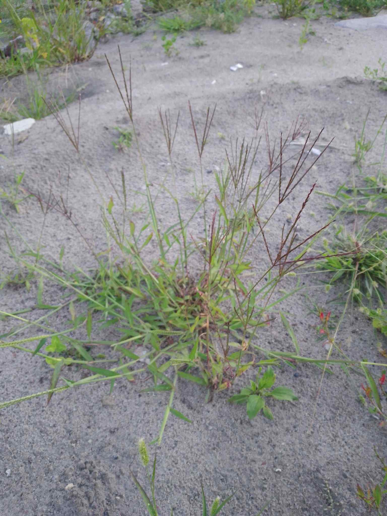 Digitaria ischaemum