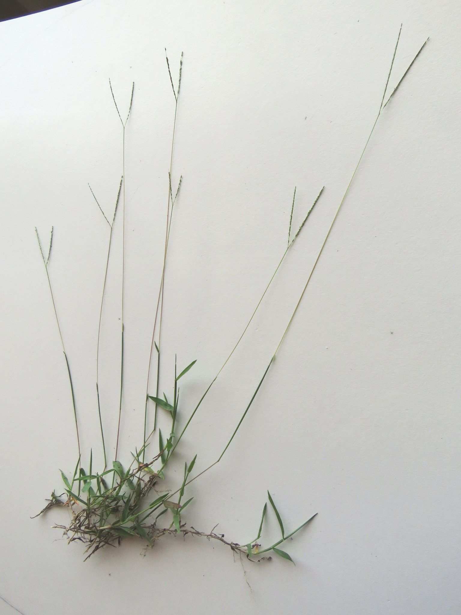 Digitaria longiflora