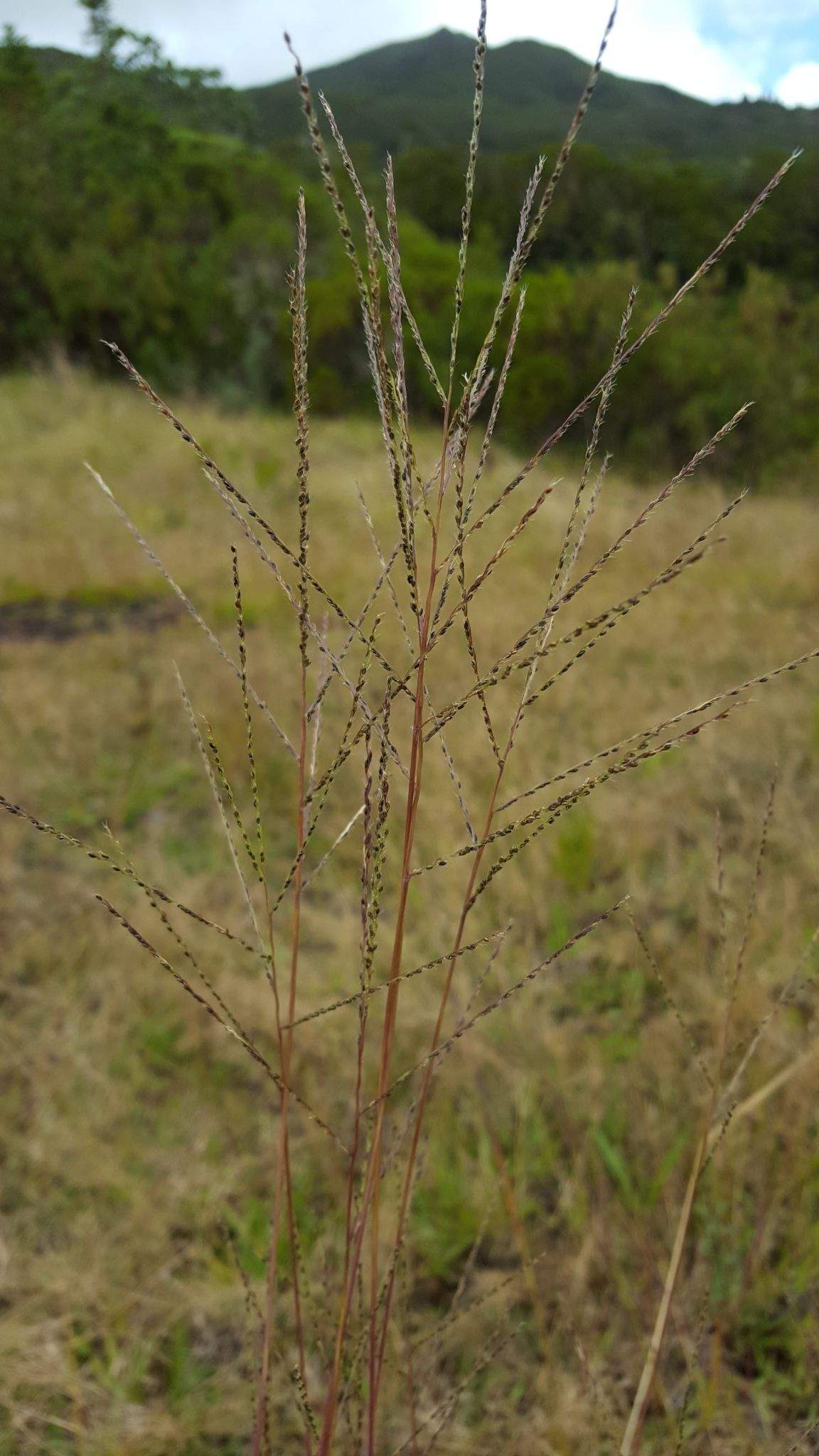 Digitaria pseudodiagonalis