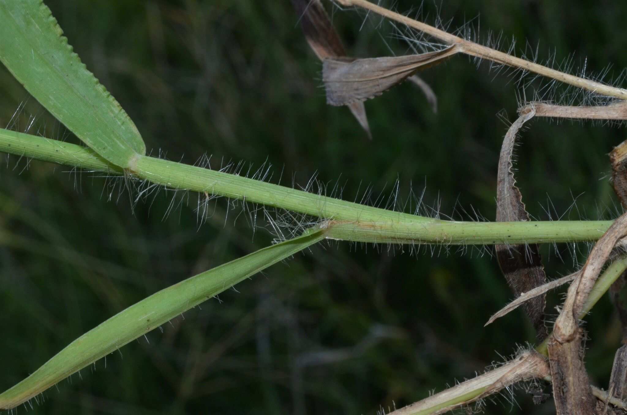 Digitaria sanguinalis