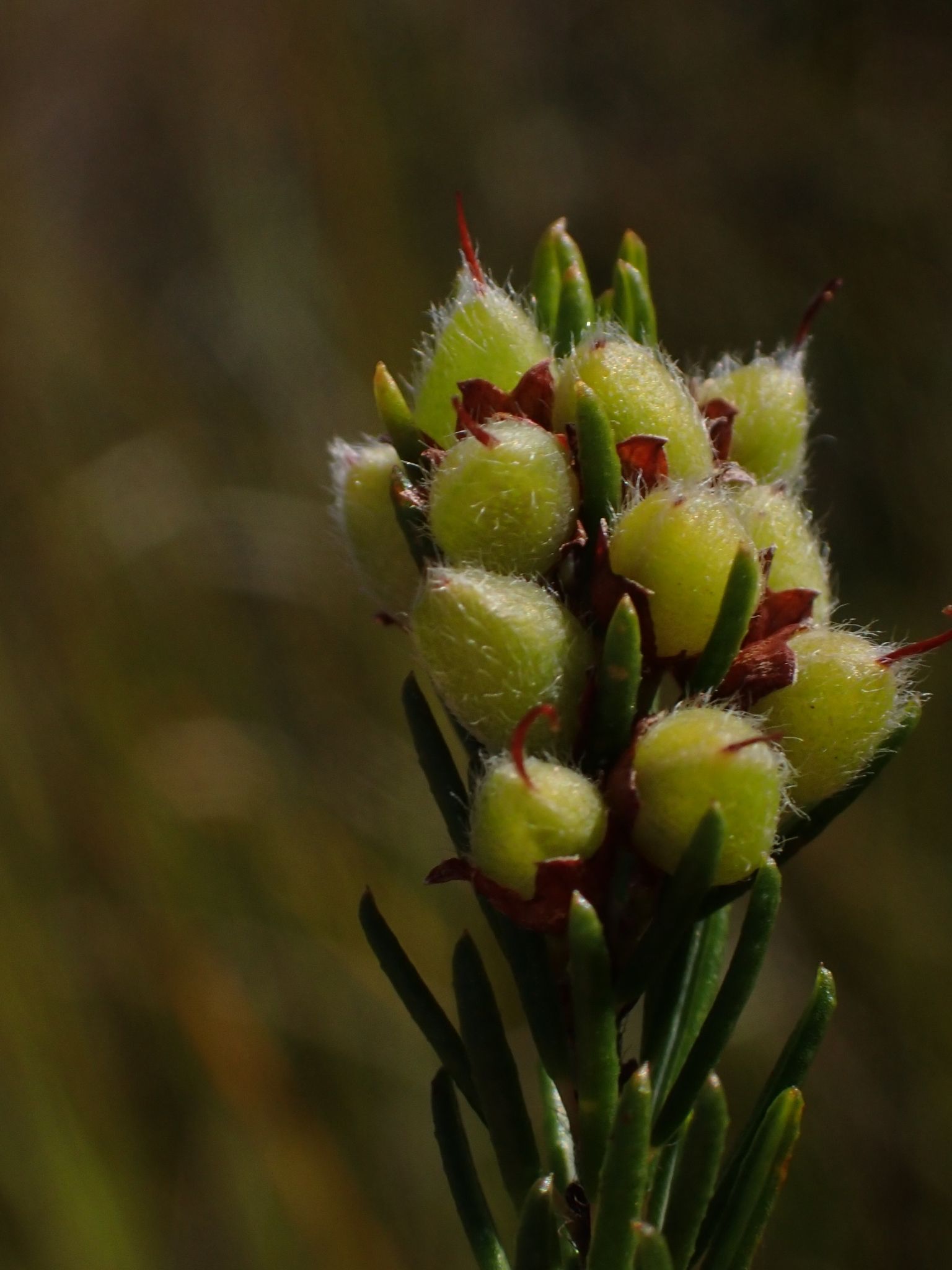 Dillwynia floribunda