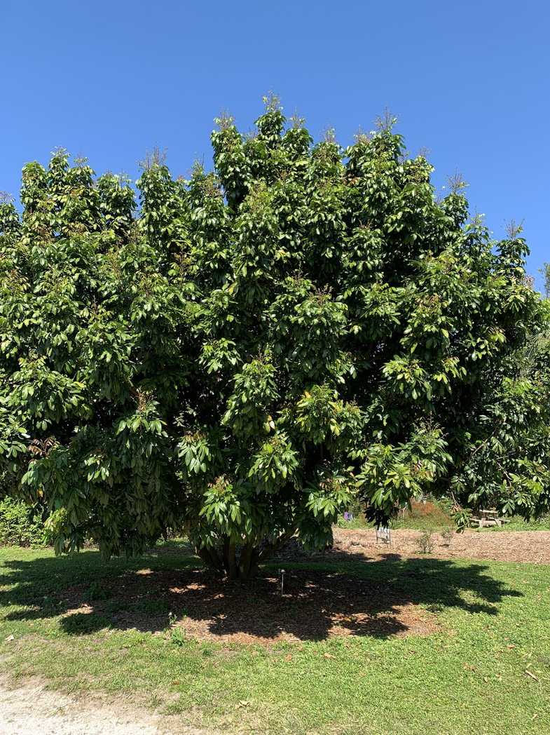 Dimocarpus longan