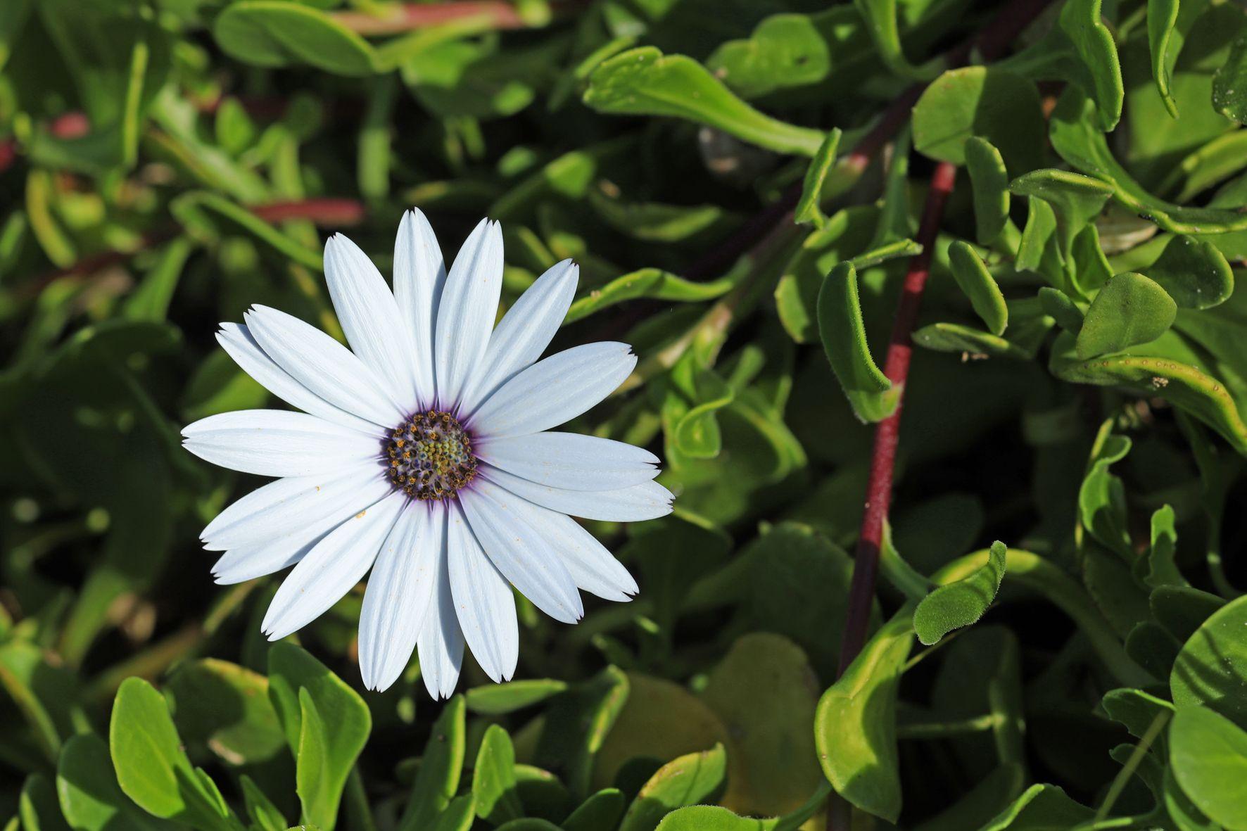 Dimorphotheca fruticosa