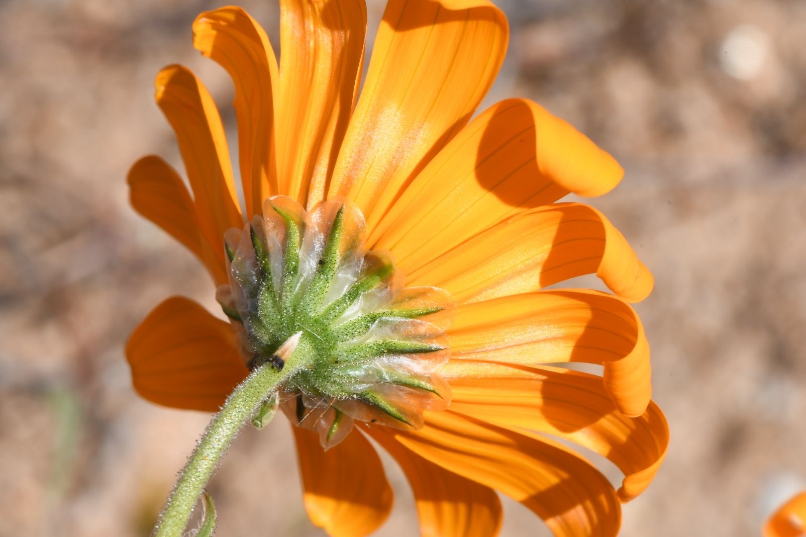 Dimorphotheca sinuata