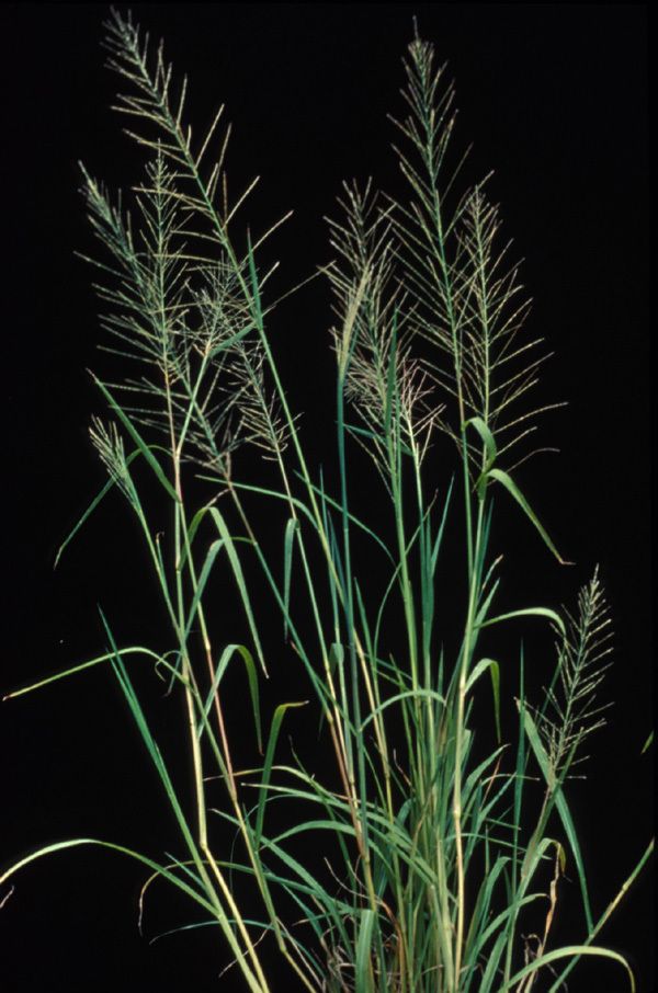 Dinebra chinensis